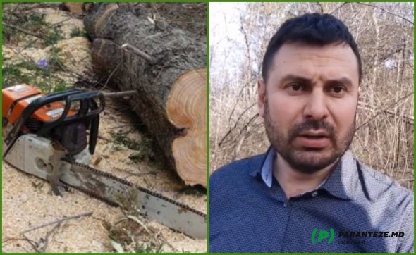 Tragedie într-o pădure de la Șoldănești. Un bărbat a fost strivit de un copac: Cerem demisia șefului Moldsilva